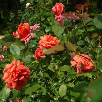 Rosa Soyeuse de Lyon - naranja - rosales híbridos de té