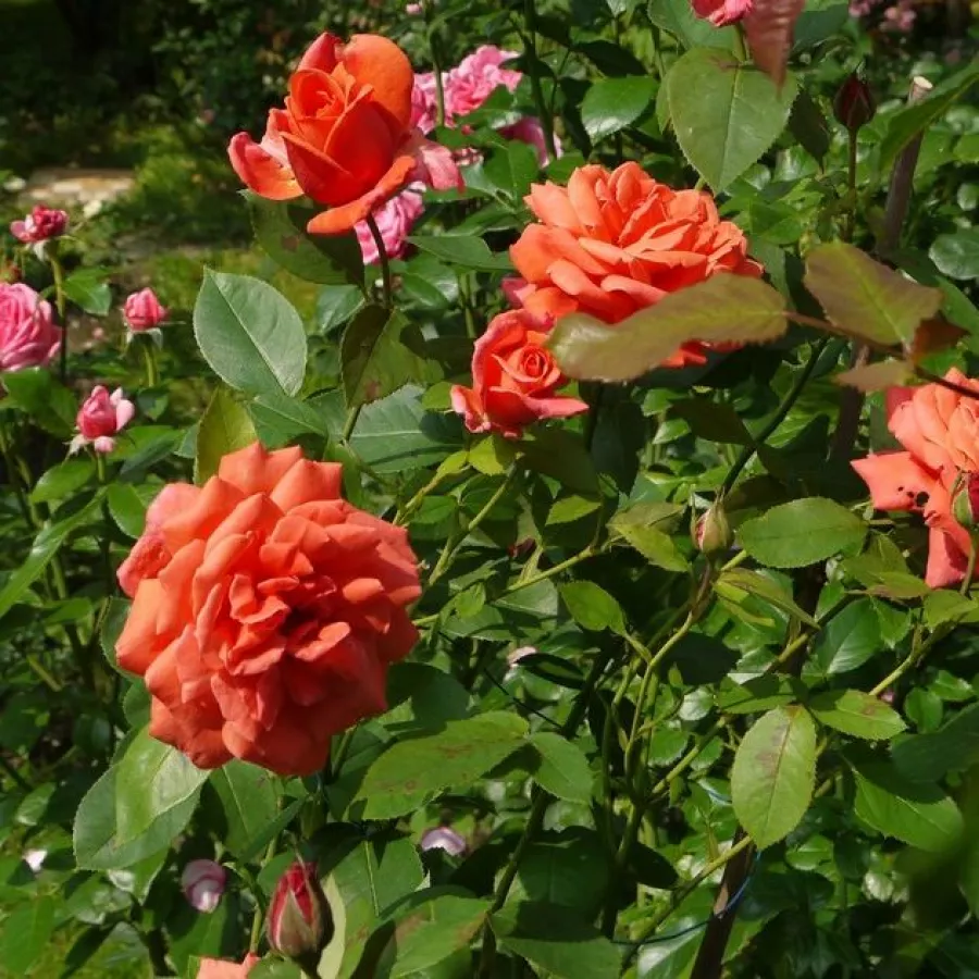 Tömvetelt virágú - Rózsa - Soyeuse de Lyon - online rózsa vásárlás