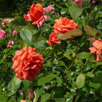 Pomarańczowy - hybrydowa róża herbaciana - róża o dyskretnym zapachu - zapach jabłka