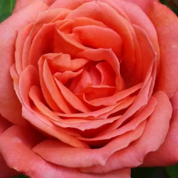 Rózsa rendelés online - teahibrid rózsa - diszkrét illatú rózsa - alma aromájú - Soyeuse de Lyon - narancssárga - (80-100 cm)