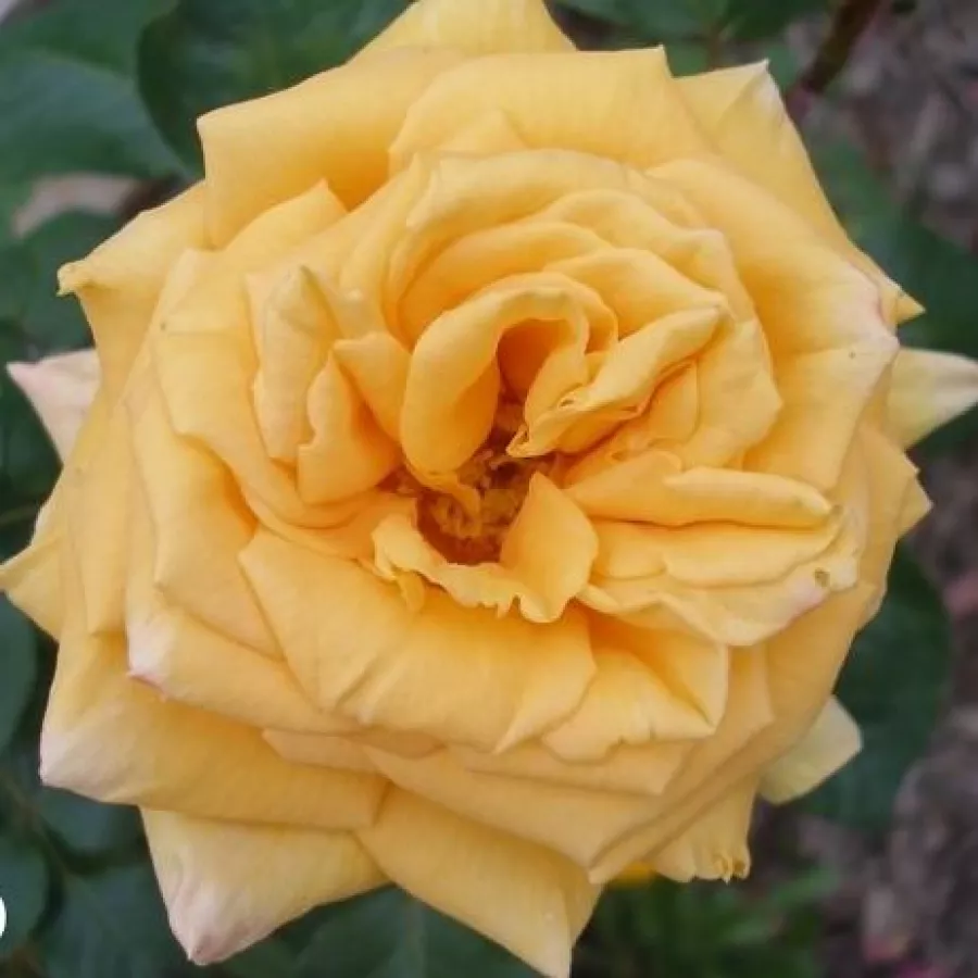 Rumena - Roza - Renaissance de Fléchère - vrtnice - proizvodnja in spletna prodaja sadik