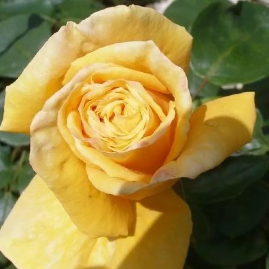 Vrtnice čajevke - Roza - Renaissance de Fléchère - vrtnice online
