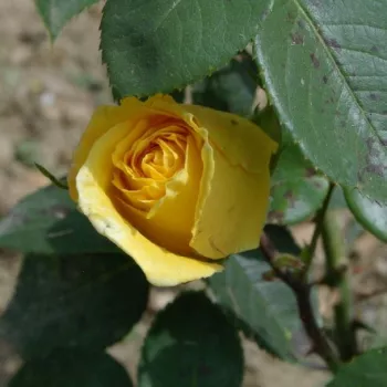 Rosa Renaissance de Fléchère - sárga - teahibrid rózsa