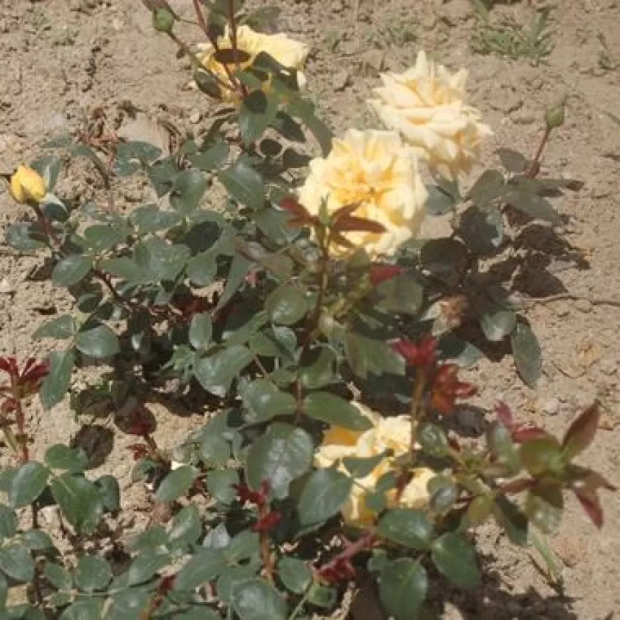 Pojedyncze - Róża - Renaissance de Fléchère - sadzonki róż sklep internetowy - online