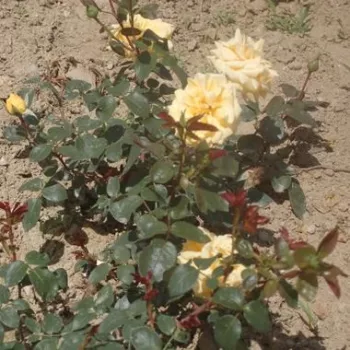 Žuta - hibridna čajevka - ruža diskretnog mirisa - aroma anisa