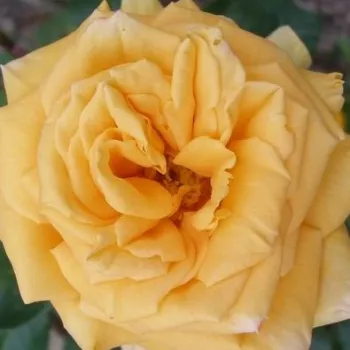Rózsák webáruháza. - sárga - teahibrid rózsa - diszkrét illatú rózsa - ánizs aromájú - Renaissance de Fléchère - (90-100 cm)