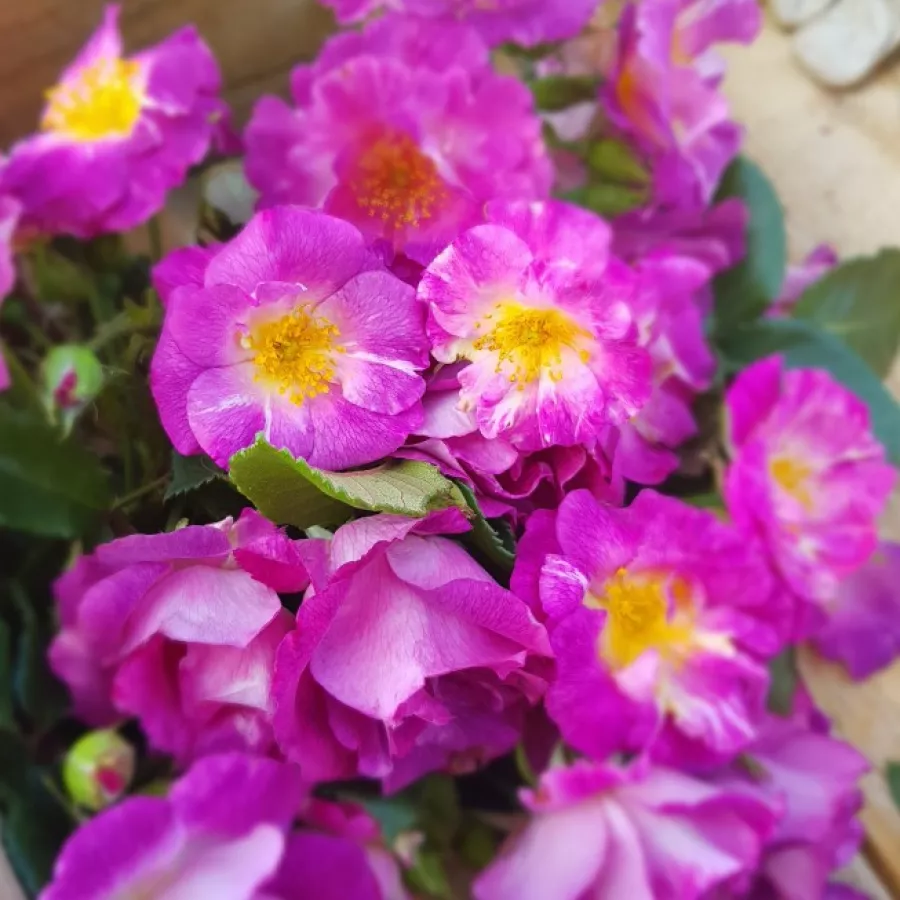 Virágágyi grandiflora - floribunda rózsa - Rózsa - Purple Kid - online rózsa vásárlás