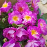 Vrtnica grandiflora - floribunda za cvetlično gredo - diskreten vonj vrtnice - aroma sadja - vrtnice online - Rosa Purple Kid - vijolična