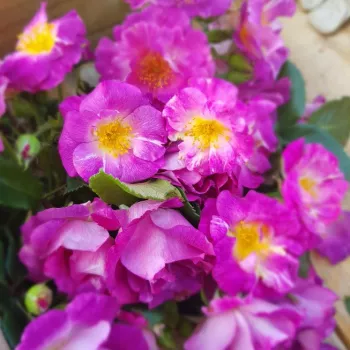 Róże ogrodowe - fioletowy - róża rabatowa grandiflora - floribunda - róża o dyskretnym zapachu - owocowy zapach - Purple Kid - (100-120 cm)