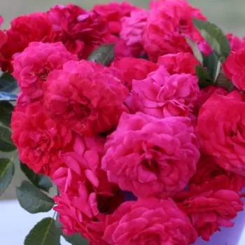 Online rózsa kertészet - rózsaszín - virágágyi polianta rózsa - Pétillante de Saint-Galmier - diszkrét illatú rózsa - málna aromájú - (60-90 cm)