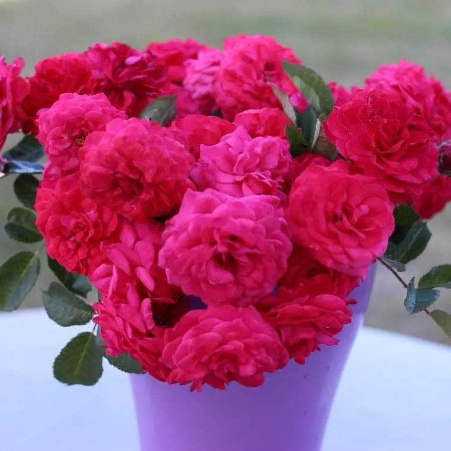 Virágágyi polianta rózsa - Rózsa - Pétillante de Saint-Galmier - Online rózsa rendelés