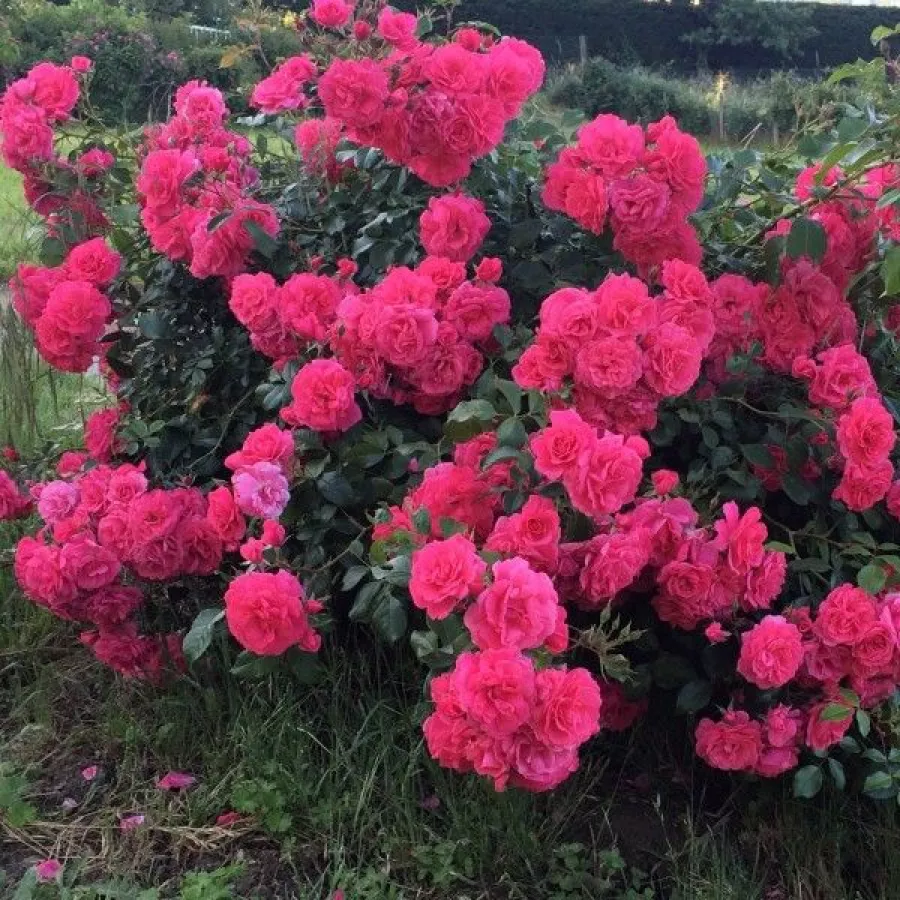 Róża rabatowa polianta - Róża - Pétillante de Saint-Galmier - sadzonki róż sklep internetowy - online