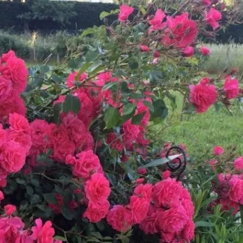 Rosa Pétillante de Saint-Galmier - ružičasta - ruža polianta za gredice