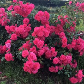 Sötétrózsaszín - virágágyi polianta rózsa - diszkrét illatú rózsa - málna aromájú