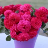 Rosales polyanta - rosa - Rosa Pétillante de Saint-Galmier - rosa de fragancia discreta - frambuesa