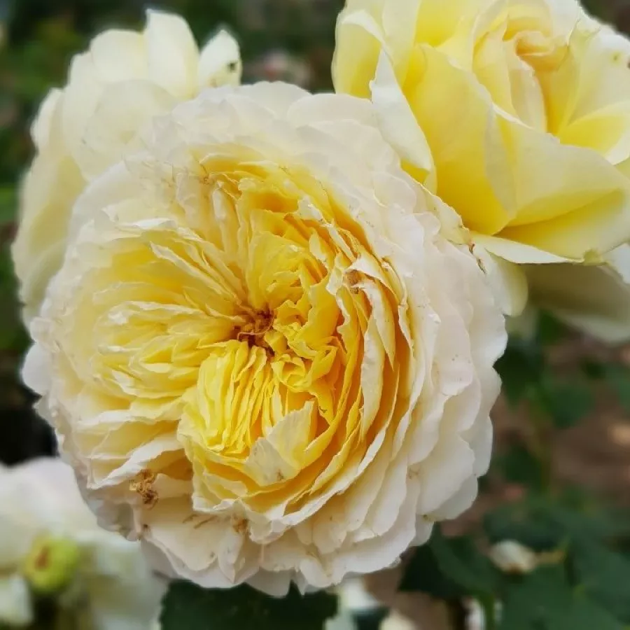 žuta - Ruža - Nouchette - naručivanje i isporuka ruža