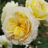 Nosztalgia rózsa - intenzív illatú rózsa - mangó aromájú - kertészeti webáruház - Rosa Nouchette - sárga