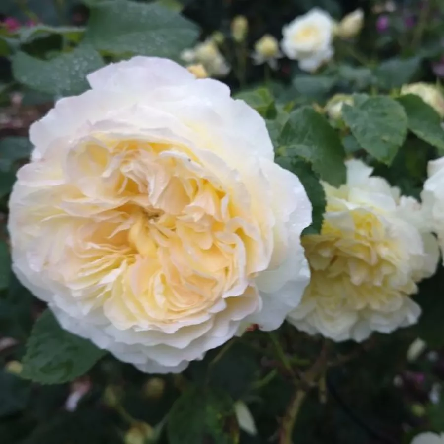 Nostalgična vrtnica - Roza - Nouchette - vrtnice online