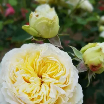 Rosa Nouchette - gelb - nostalgische rose