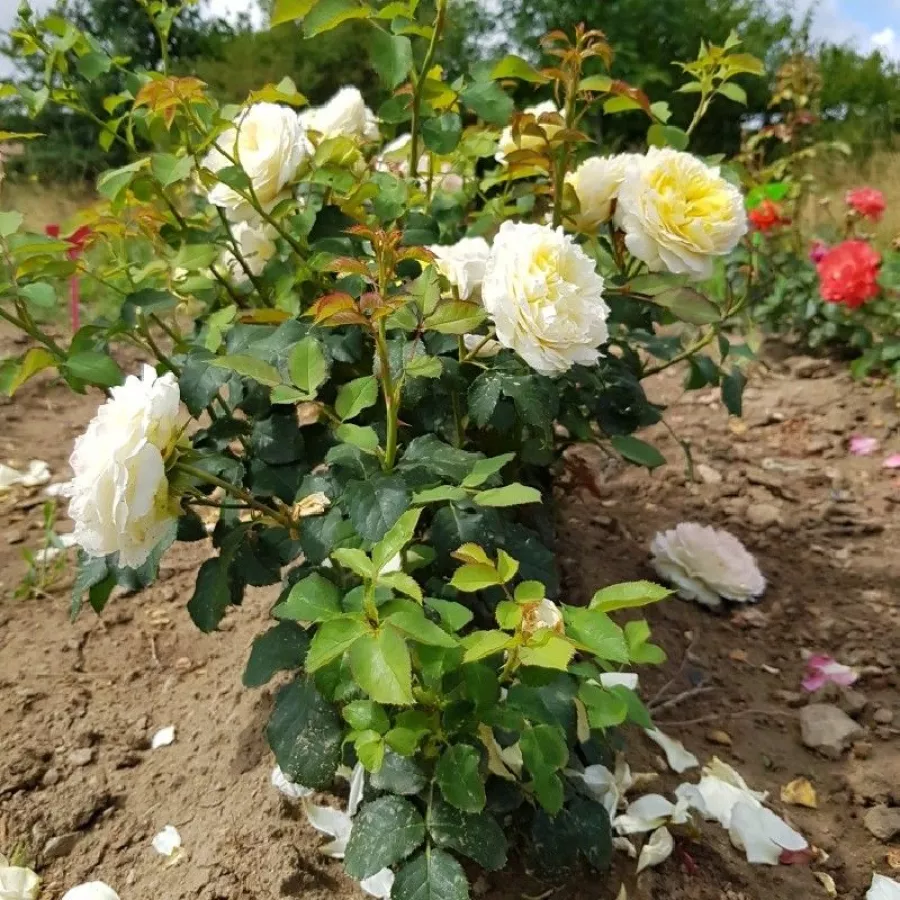 ROMANTIČNE VRTNICE - Roza - Nouchette - vrtnice - proizvodnja in spletna prodaja sadik