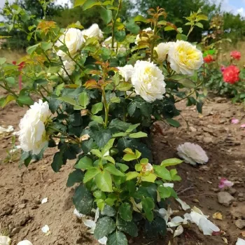 Világossárga - nosztalgia rózsa - intenzív illatú rózsa - mangó aromájú
