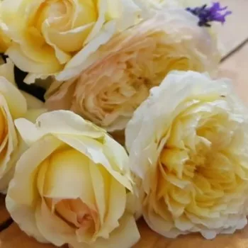 Rosen-webshop - gelb - nostalgische rose - rose mit intensivem duft - mangoaroma - Nouchette - (100-120 cm)