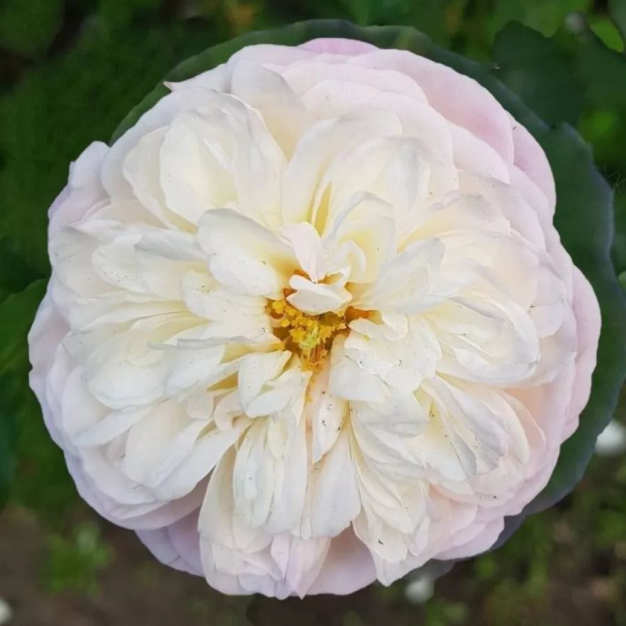 Róża o intensywnym zapachu - Róża - Nancy Bignon-Cordier - sadzonki róż sklep internetowy - online