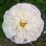 Teahibrid rózsa - intenzív illatú rózsa - barack aromájú - kertészeti webáruház - Rosa Nancy Bignon-Cordier - fehér - rózsaszín