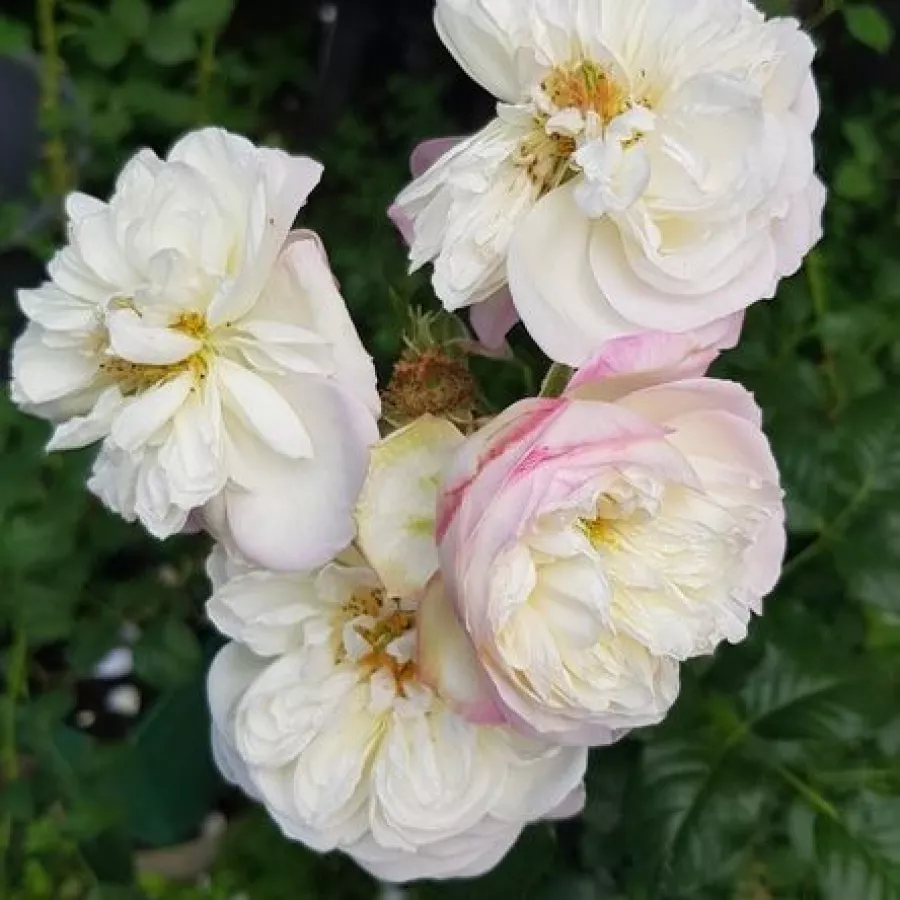 Hybrydowa róża herbaciana - Róża - Nancy Bignon-Cordier - sadzonki róż sklep internetowy - online