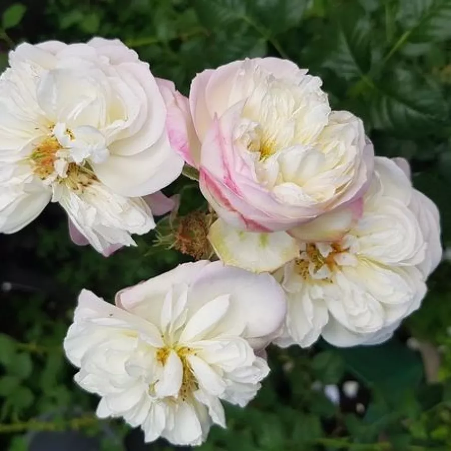 Fehér - rózsaszín - Rózsa - Nancy Bignon-Cordier - online rózsa vásárlás