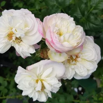 Rosa Nancy Bignon-Cordier - biało - różowy - hybrydowa róża herbaciana