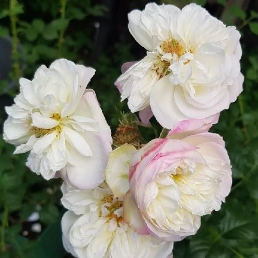 Bukietowe - Róża - Nancy Bignon-Cordier - sadzonki róż sklep internetowy - online