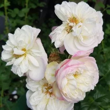 Blanco rosa - rosales híbridos de té - rosa de fragancia intensa - melocotón
