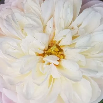 Online rózsa kertészet - fehér - rózsaszín - teahibrid rózsa - intenzív illatú rózsa - barack aromájú - Nancy Bignon-Cordier - (90-100 cm)