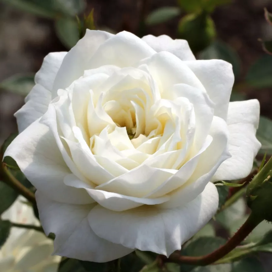 Trandafiri miniaturi / pitici - Trandafiri - Bianco™ - Trandafiri online