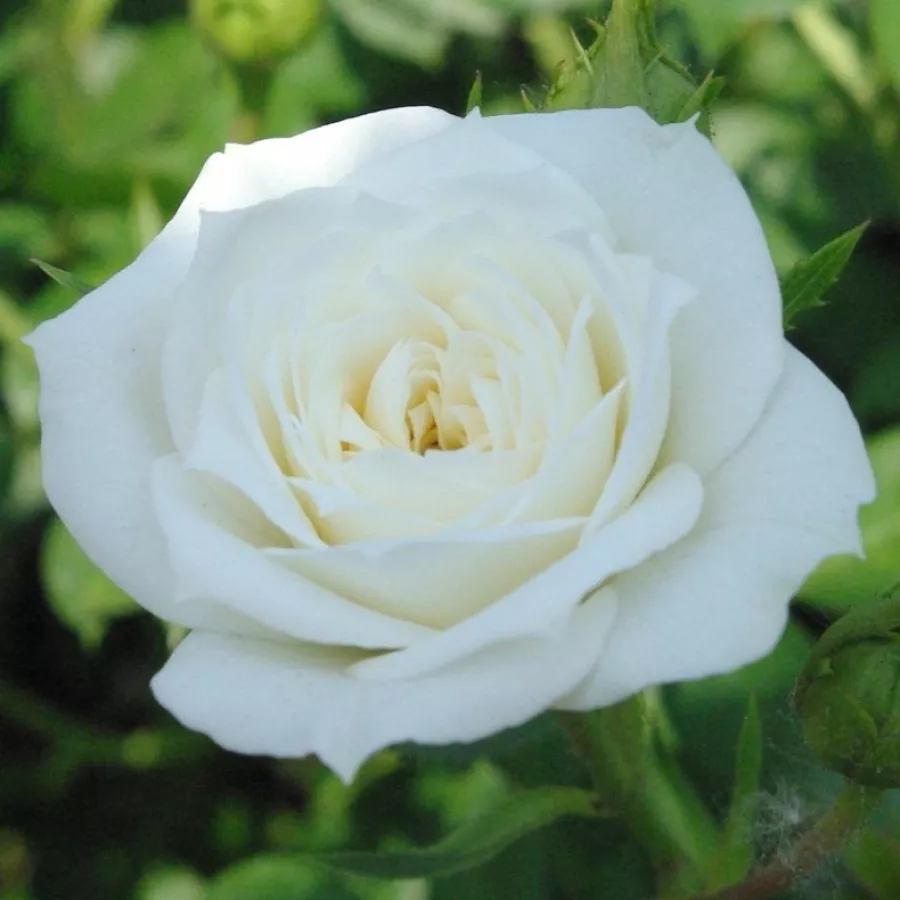 Biały - Róża - Bianco™ - Szkółka Róż Rozaria