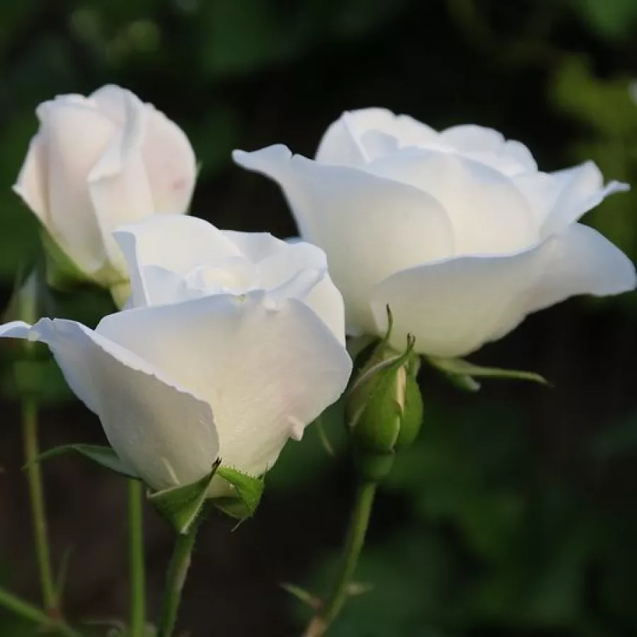 Stromčekové ruže - Stromková ruža s drobnými kvetmi - Ruža - Bianco™ - 
