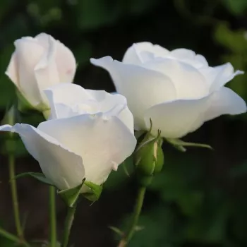 Rosa Bianco™ - blanco - árbol de rosas miniatura - rosal de pie alto