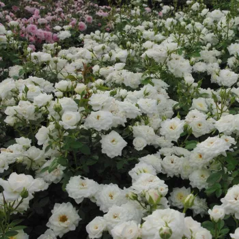 Blanco - Árbol de Rosas Miniatura - rosal de pie alto- forma de corona compacta
