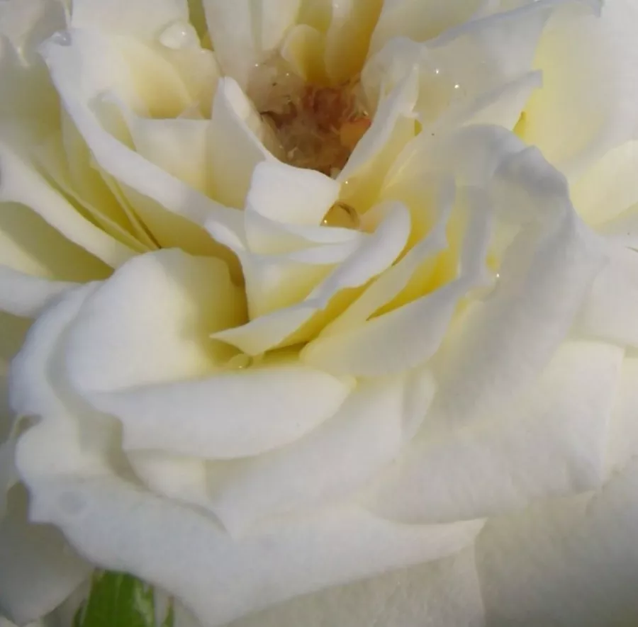 Plină, densă - Trandafiri - Bianco™ - 