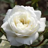 Mini - patuljasta ruža - bez mirisna ruža - bijela - Rosa Bianco™