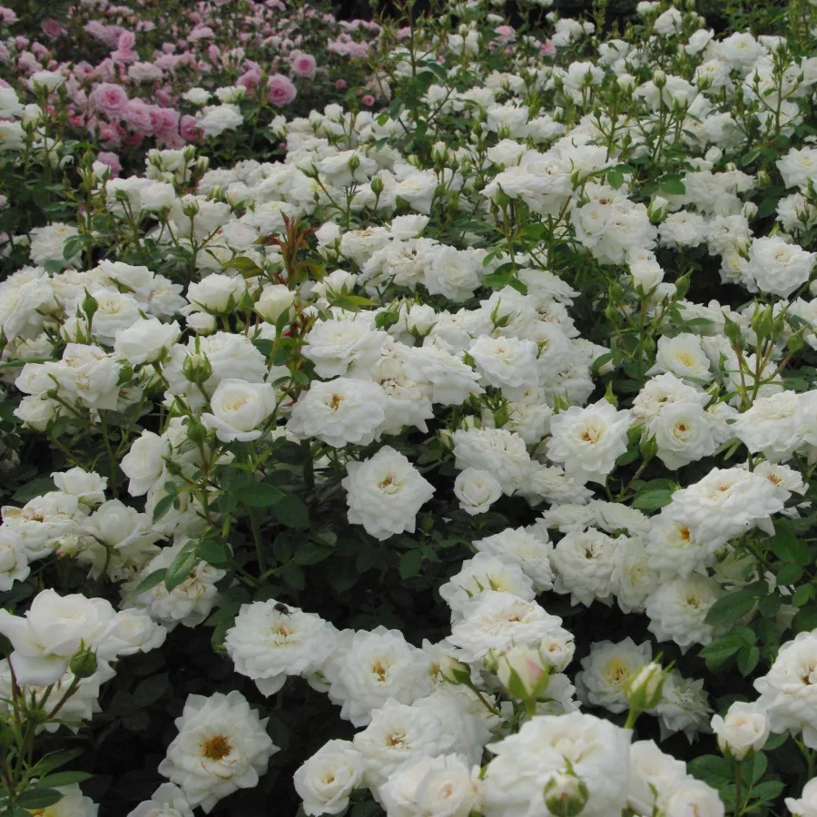 Corymbe - Rosier - Bianco™ - vente en ligne de plantes et rosiers