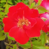 Vörös - climber, futó rózsa - Online rózsa vásárlás - Rosa Millard de Martigny - diszkrét illatú rózsa - eper aromájú