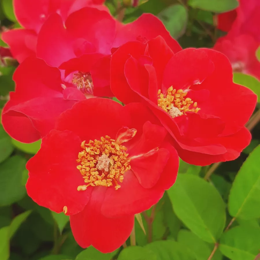 Vörös - Rózsa - Millard de Martigny - Online rózsa rendelés
