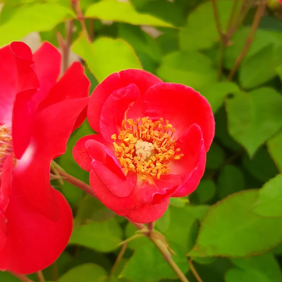 Diszkrét illatú rózsa - Rózsa - Millard de Martigny - Online rózsa rendelés