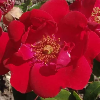 Rózsa kertészet - climber, futó rózsa - vörös - diszkrét illatú rózsa - eper aromájú - Millard de Martigny - (150-250 cm)
