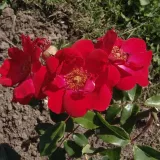Climber, futó rózsa - diszkrét illatú rózsa - eper aromájú - vörös - Rosa Millard de Martigny - Online rózsa vásárlás