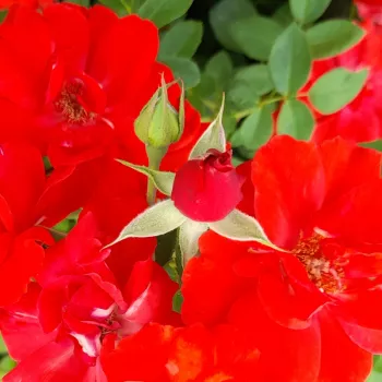 Rosa Millard de Martigny - rojo - rosales trepadores
