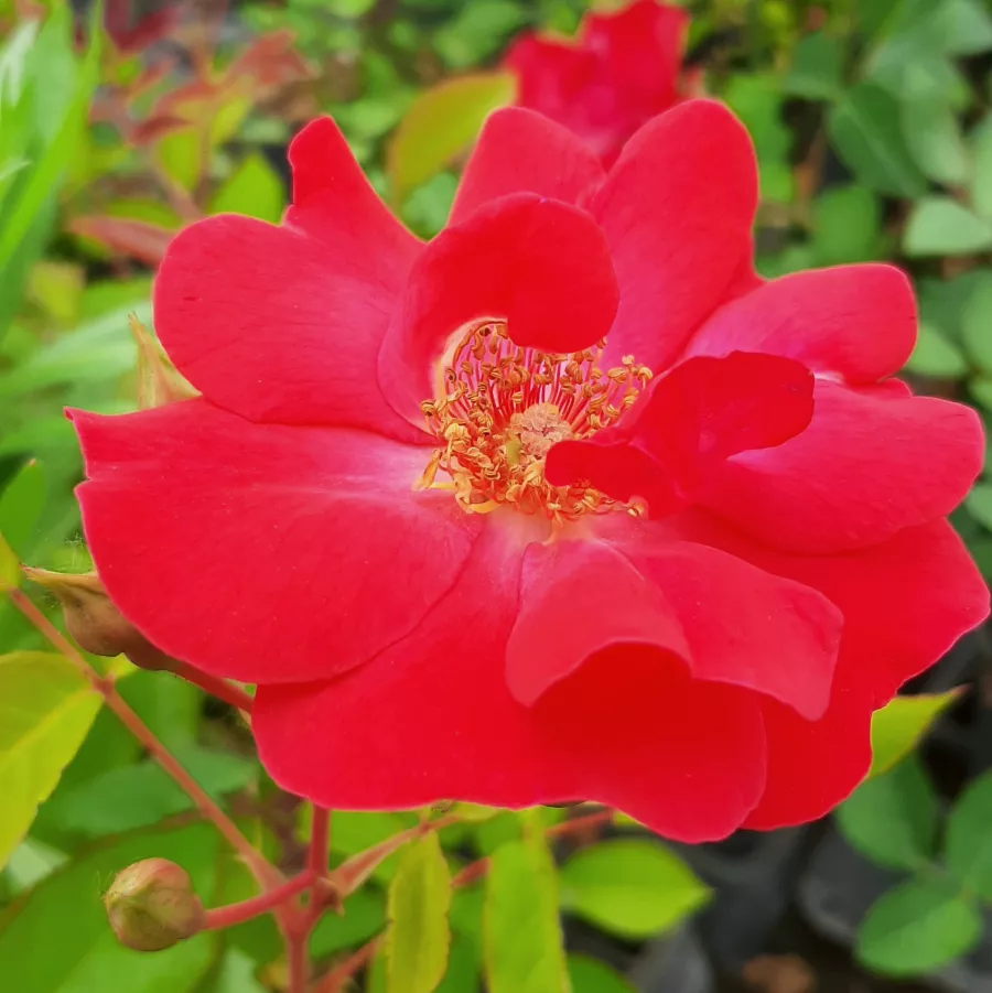 Telt virágú - Rózsa - Millard de Martigny - online rózsa vásárlás