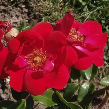 Vörös - climber, futó rózsa - diszkrét illatú rózsa - eper aromájú